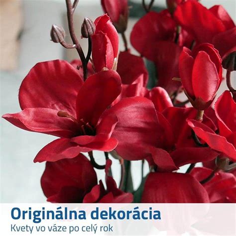 Červené kvety astry