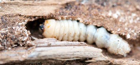 Larva bavlníkovej červotoče