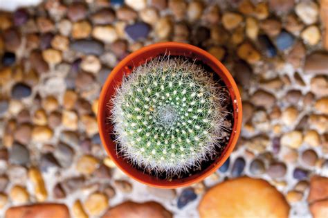 Zloženie prášku z kaktusu