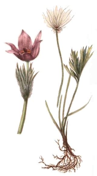 Ilustrácia rastliny Poniklec slovenský s detailmi listov a kvetov