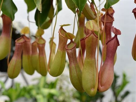 Krčiažniky (Nepenthes)