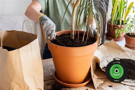 Návod na presádzanie izbovej rastliny