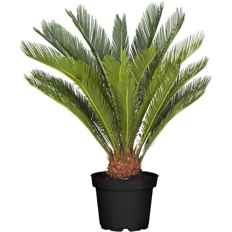 Cykas japonský (Cycas revoluta)