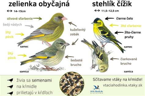 ukážka rôznych druhov stálezelených trvaliek