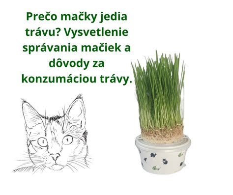 Ilustrácia mačky konzumujúcej mačaciu trávu