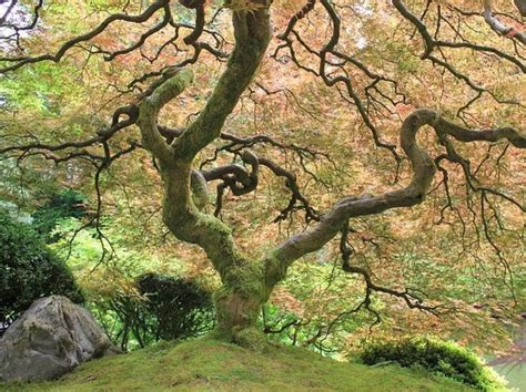 Rôzne druhy okrasných stromov