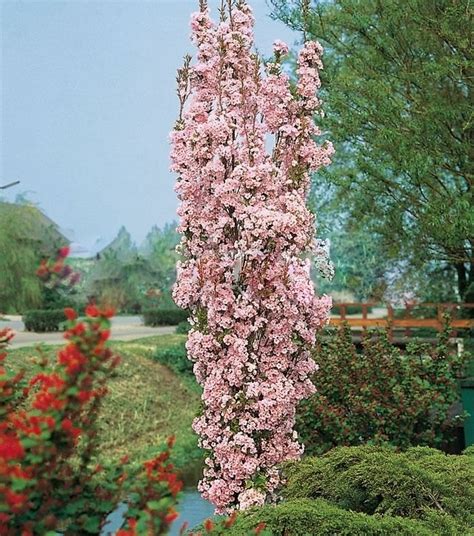 Stĺpovitá čerešňa 'Amanogawa'