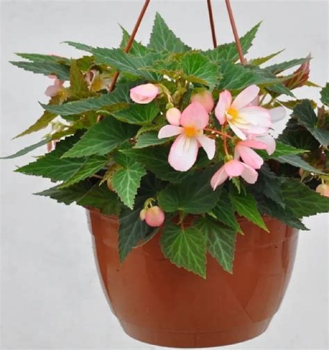Kvitnúce begónie v črepníku