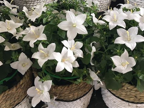 Zvonček rovnakolistý s modrými a bielymi kvetmi