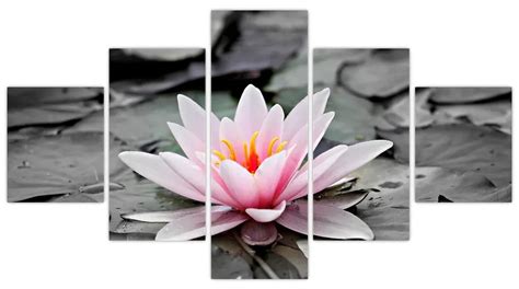 Detail kvitnúceho zvončeka rovnakolistého