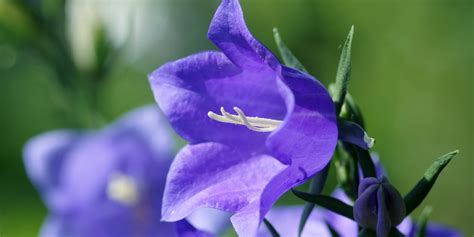 Rôzne druhy zvončekov v záhradnej kompozícii