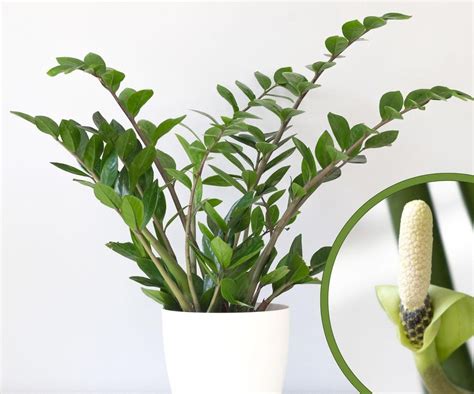 rastlina zamiokulkas v tieni