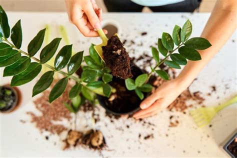 rozmnožovanie zamiokulkasu delením hľúz