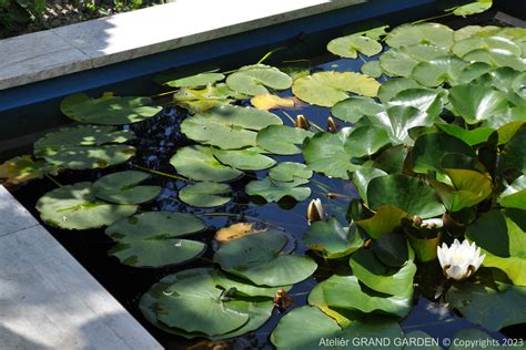 Pestovanie lotosov v jazierku