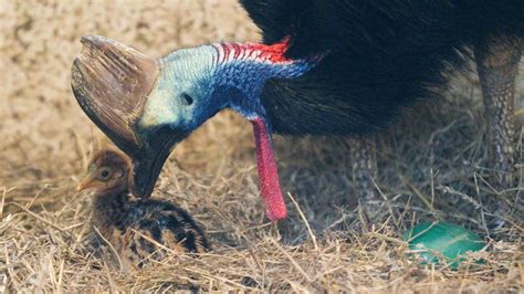 Mláďa kasuára prilbového