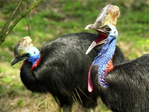 Kasuár prilbový v ZOO