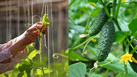 Ilustrácia rastúcej uhorky