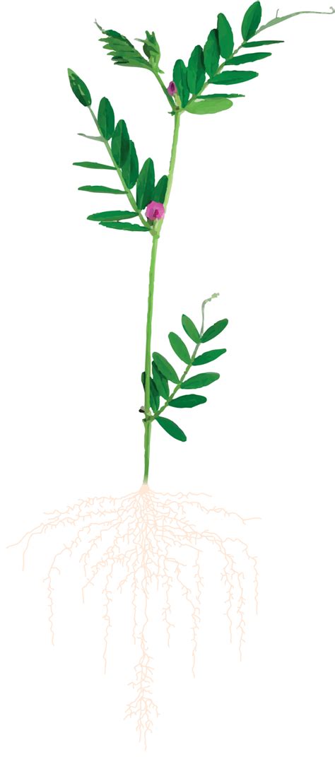 Ilustrácia hnojenia rastliny