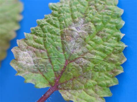 Obrázok s príznakmi múčnatky na listoch