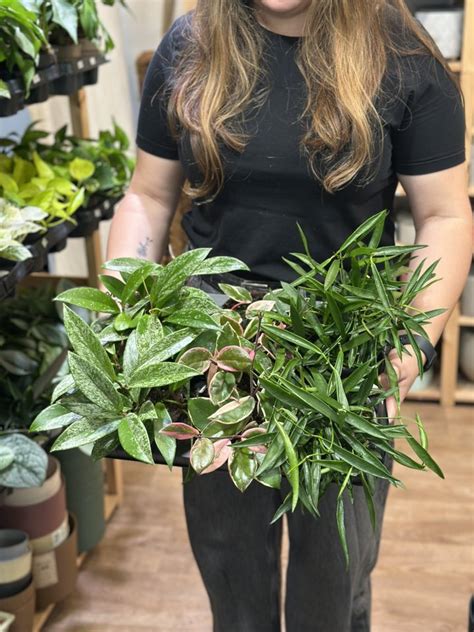 Rôzne druhy voskovky