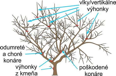 Schéma správneho rezu jabloní