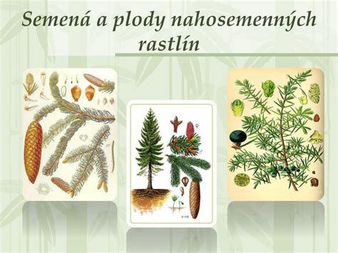 Evolúcia rastlín od rias po krytosemenné rastliny