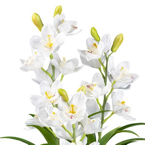 kvety orchidei Cymbidium
