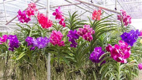 kvety orchidei Vanda