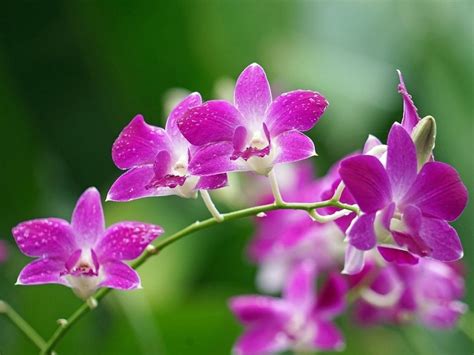 kvety orchidei Dendrobium
