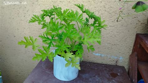 Citronový muškát v květináči