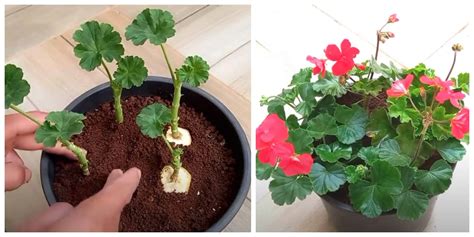 Odrezky muškátov pripravené na zakorenenie