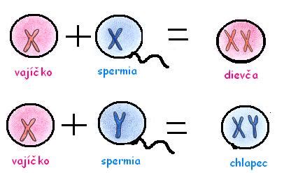 Ilustrácia pohlavných buniek (spermia a vajíčko)