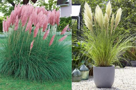 Okrasné trávy vo svetelných podmienkach