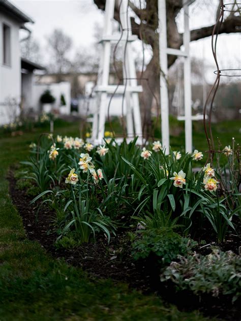 Záhon narcisov v jari