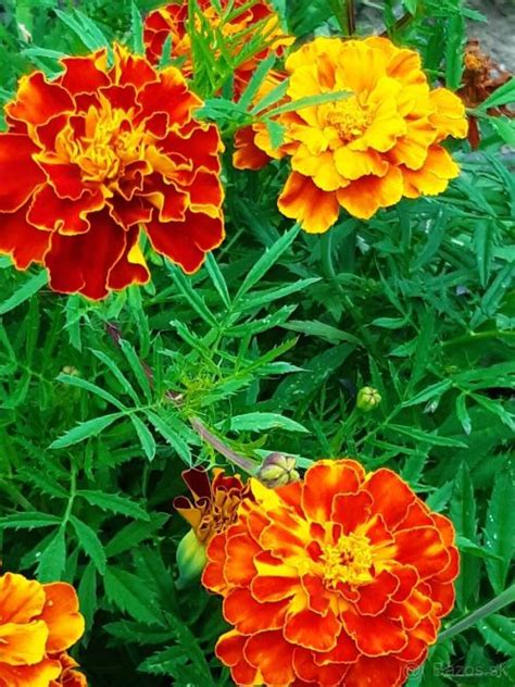 Kvitnúci afrikán v záhrade