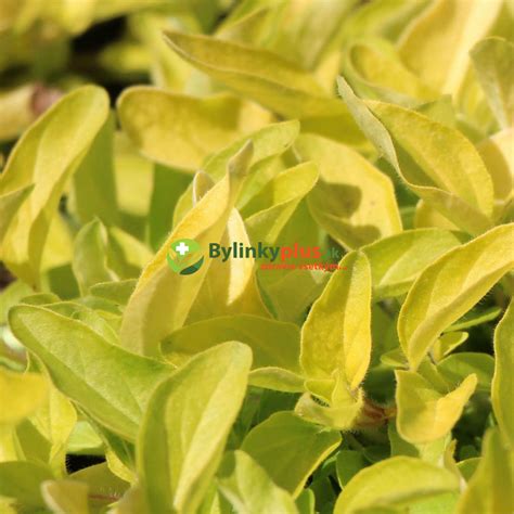 Fotografia odrody Zlaté oregano (Goldtaler)