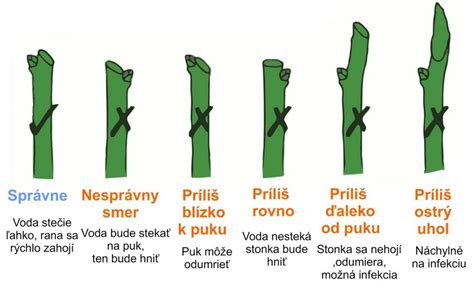 Ilustrácia správneho a nesprávneho rezu ruží