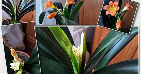 detail listov a kvetov klívie