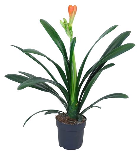 ilustračná fotografia rastliny klívia v črepníku