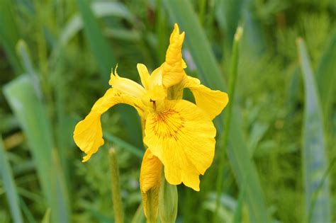 Rôzne odrody kosatcov
