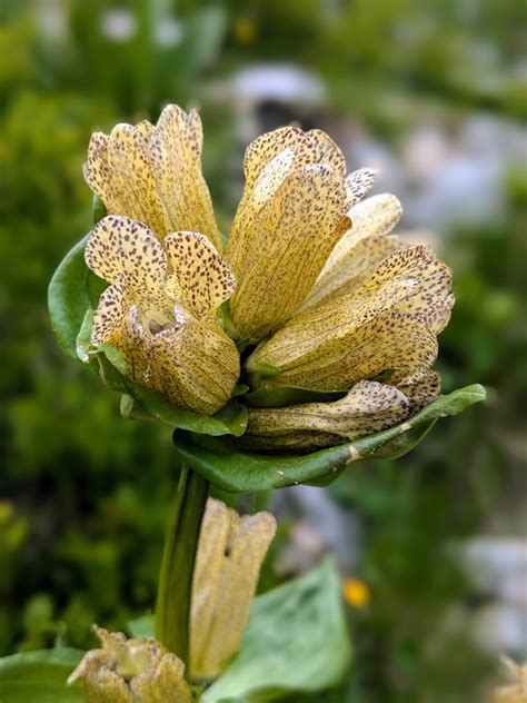 Typické kvety horca