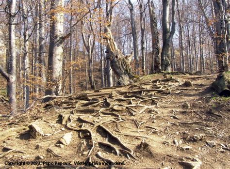 Korene horca žltého