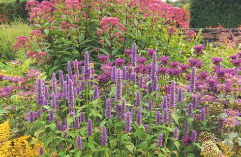 Vres na slnečnom záhone