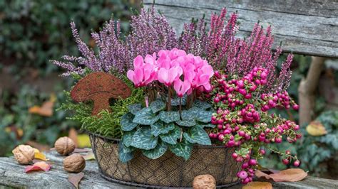 Vres v kvetináči na jeseň