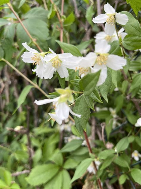 Ilustrácia rastliny jazmínu