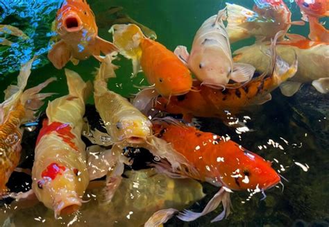 proces umelého výteru koi kapra