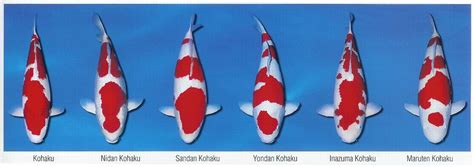 rôzne druhy koi kaprov