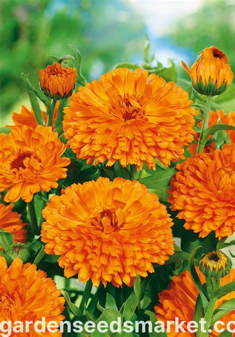 Semená nechtíka lekárskeho