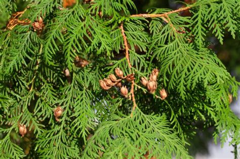 Listy tuje západnej 'Wareana Lutescens' v zime