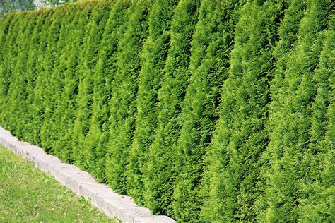 Rôzne kultivary tuje západnej